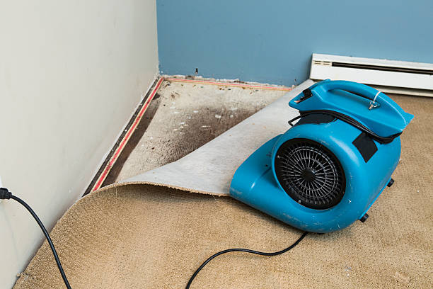 Best Basement water damage restoration  in Gladeville, TN